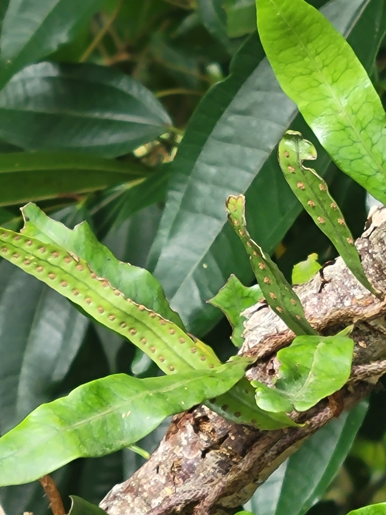 Microgramma lycopodioides