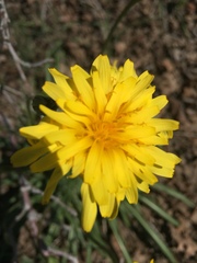 Agoseris glauca glauca