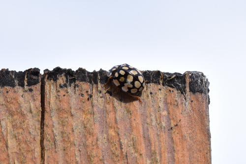 Sospita vigintiguttata
