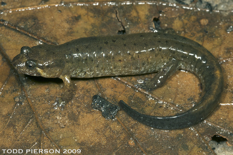 Apalachicola Dusky Salamander (Amphibians of Alabama) · iNaturalist