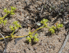 Chorizanthe procumbens