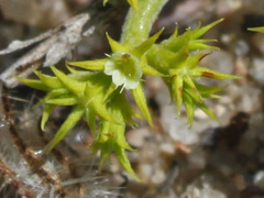 Chorizanthe procumbens