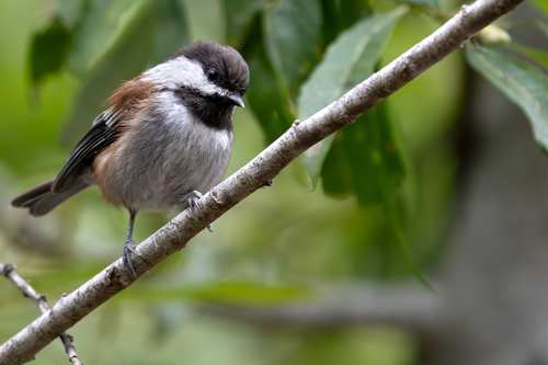 Poecile rufescens neglectus