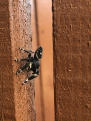 Phidippus audax