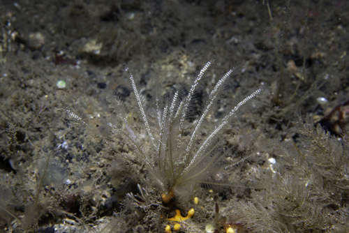 Nemertesia norvegica