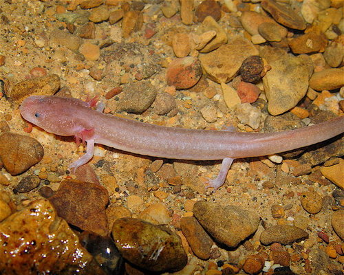 Tennessee Cave Salamander (Amphibians of Alabama) · iNaturalist