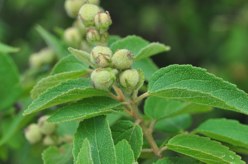 Croton grewioides