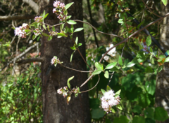 Ageratina glabrata