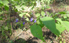 Salvia plurispicata