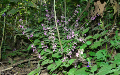 Salvia carnea