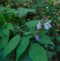 Salvia plurispicata