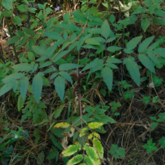 Arracacia atropurpurea