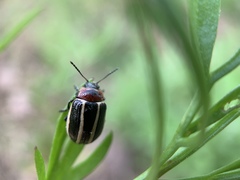 Calligrapha californica