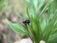 Calligrapha californica