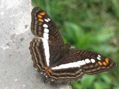 Adelpha alala