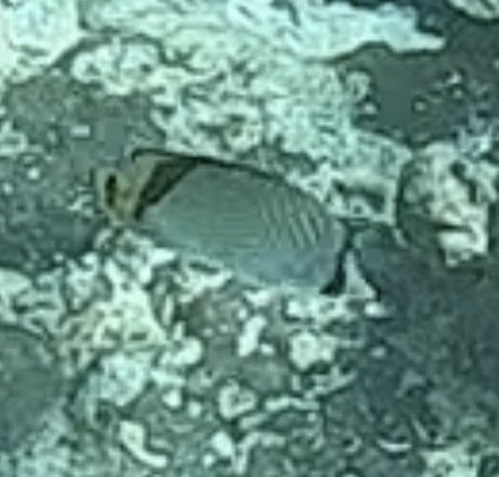 Vagabond Butterflyfish (Chaetodon vagabundus)