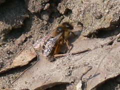 Andrena flavipes