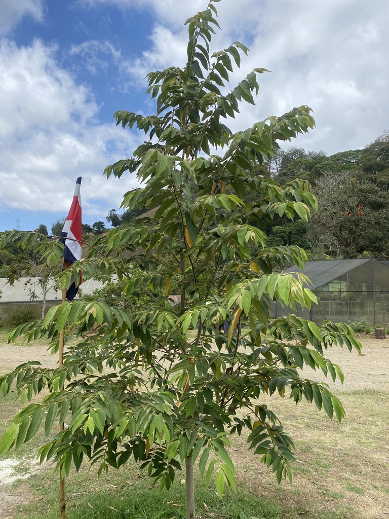 calabur tree from Calle Finca Los Lotes, La Unión, Cartago, CR on March ...