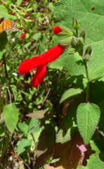 Salvia gesneriiflora