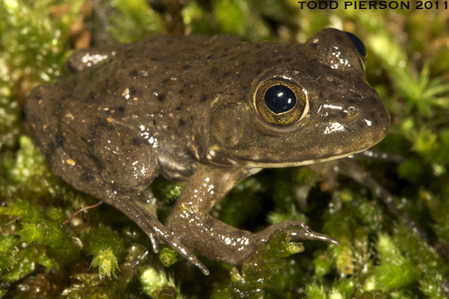 American Bullfrog (Amphibians of Alabama) · iNaturalist