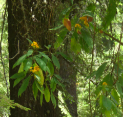 Verbesina oncophora