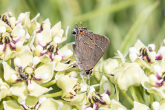 Satyrium favonius