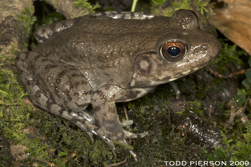 Green Tree Frog (Amphibians of Alabama) · iNaturalist