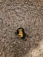 Heraclides androgeus