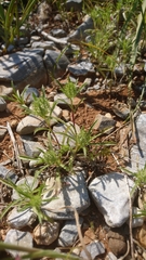 Atractylis cancellata