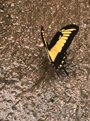 Heraclides androgeus