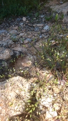 Arenaria leptoclados