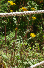 Packera sanguisorbae