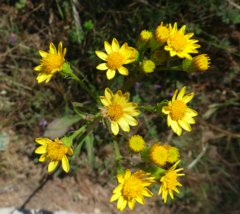 Packera sanguisorbae