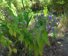 Salvia plurispicata