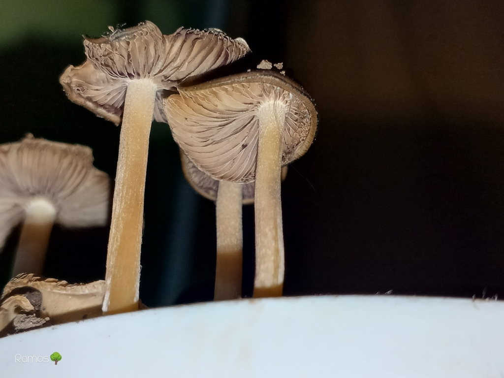 Psilocybe caerulescens · January 2024 · photo: © strunk (iNaturalist, cc-by)