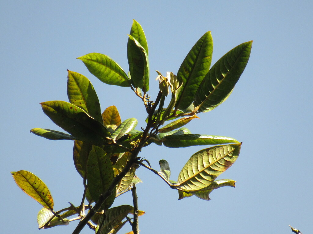 Protium tovarense