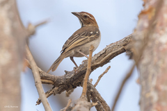 Chestnut-Crowned Sparrow-Weaver photo 2
