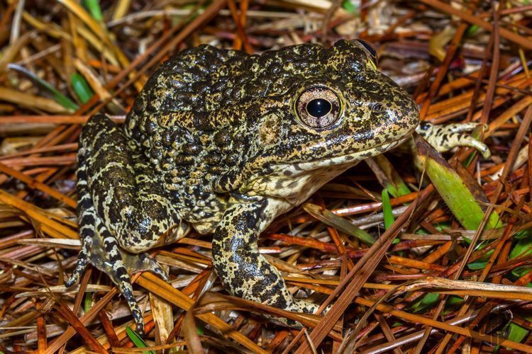 Dusky Gopher Frog (Amphibians of Alabama) · iNaturalist