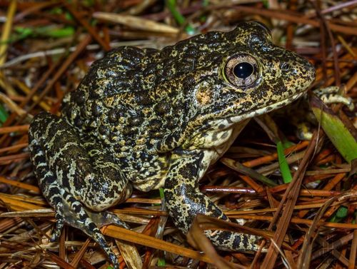 Dusky Gopher Frog (Amphibians of Alabama) · iNaturalist