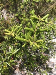 Quercus geminata image