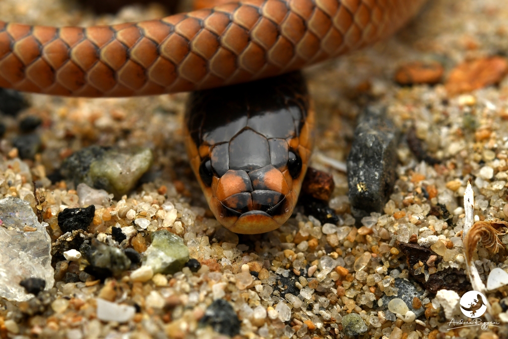 Gould's Hooded Snake from Mandurah Australia Occidentale, Australia on ...