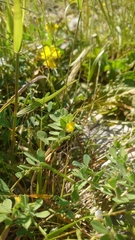 Lotus ornithopodioides