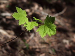 Acer glabrum douglasii