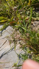 Daucus involucratus