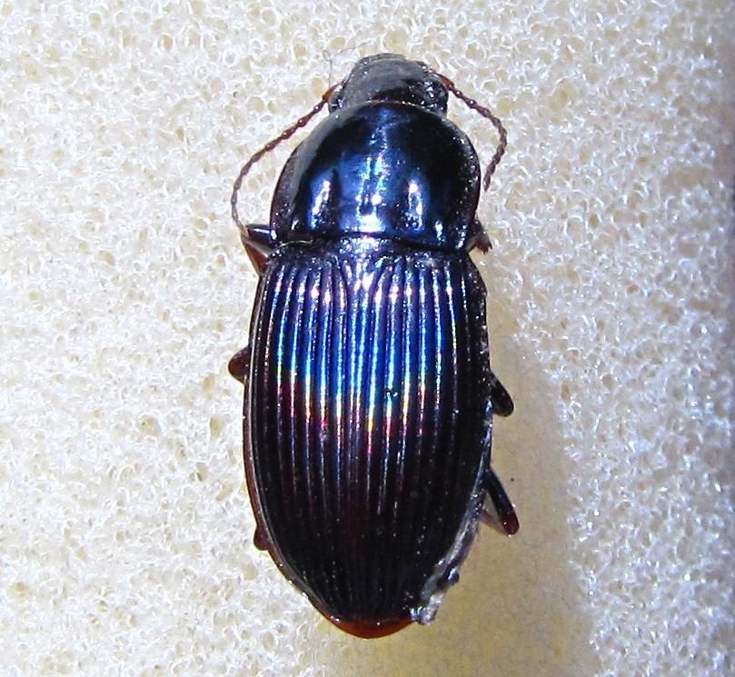 Abacidus sculptus
