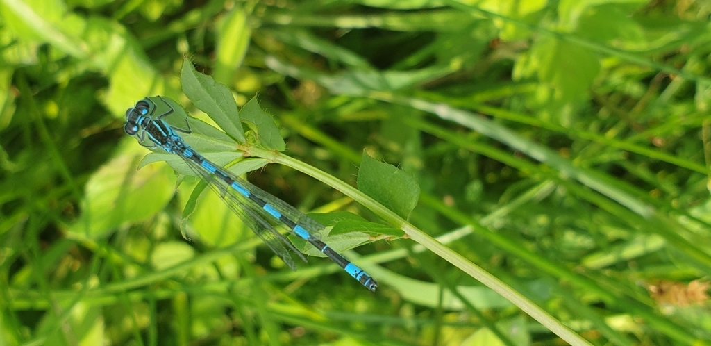 Southern Damselfly from 76220 Ferrières-en-Bray, France on June 26 ...