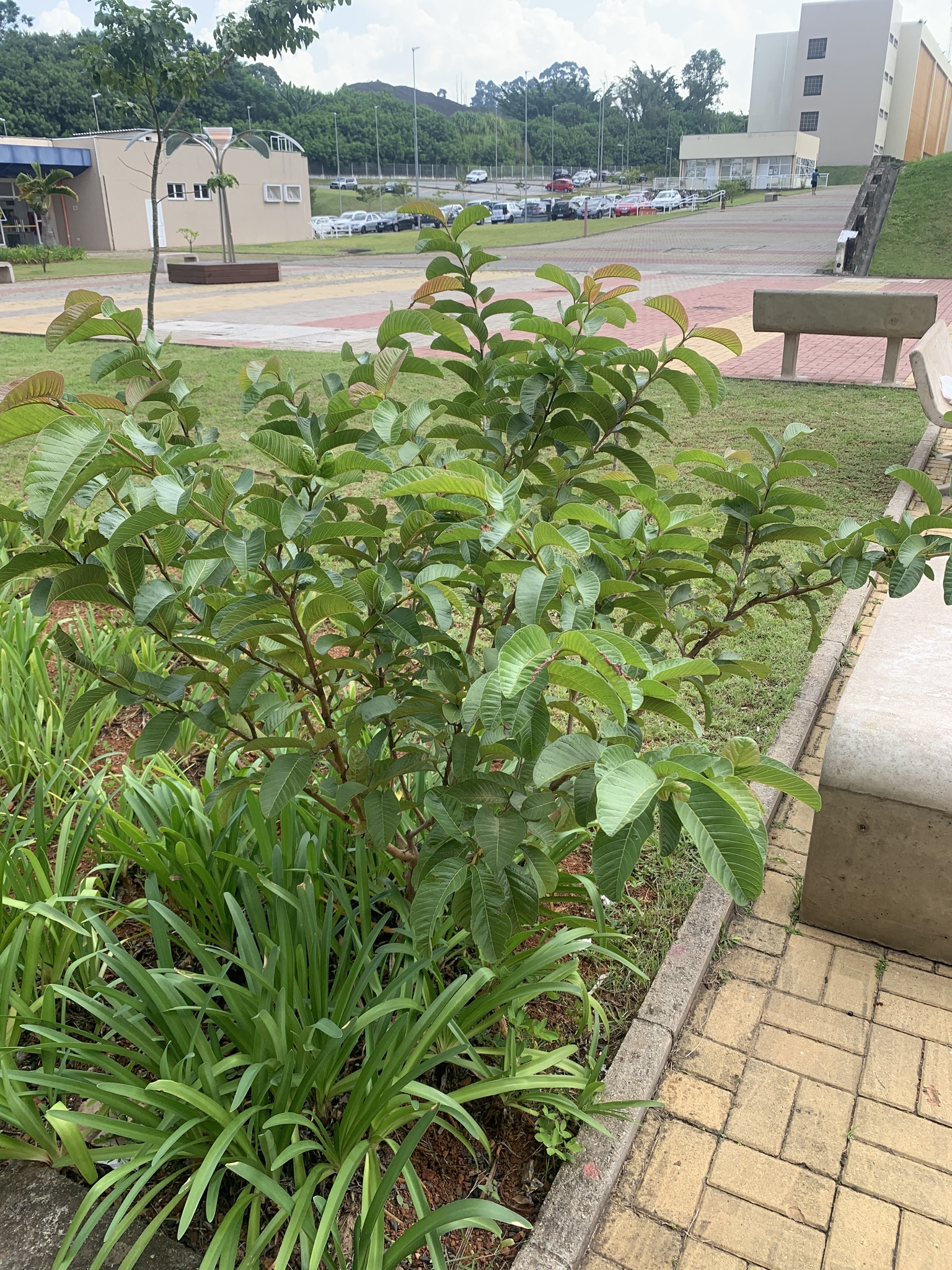 Psidium guajava