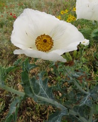 Argemone polyanthemos