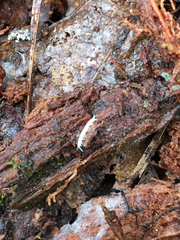 Symphyla