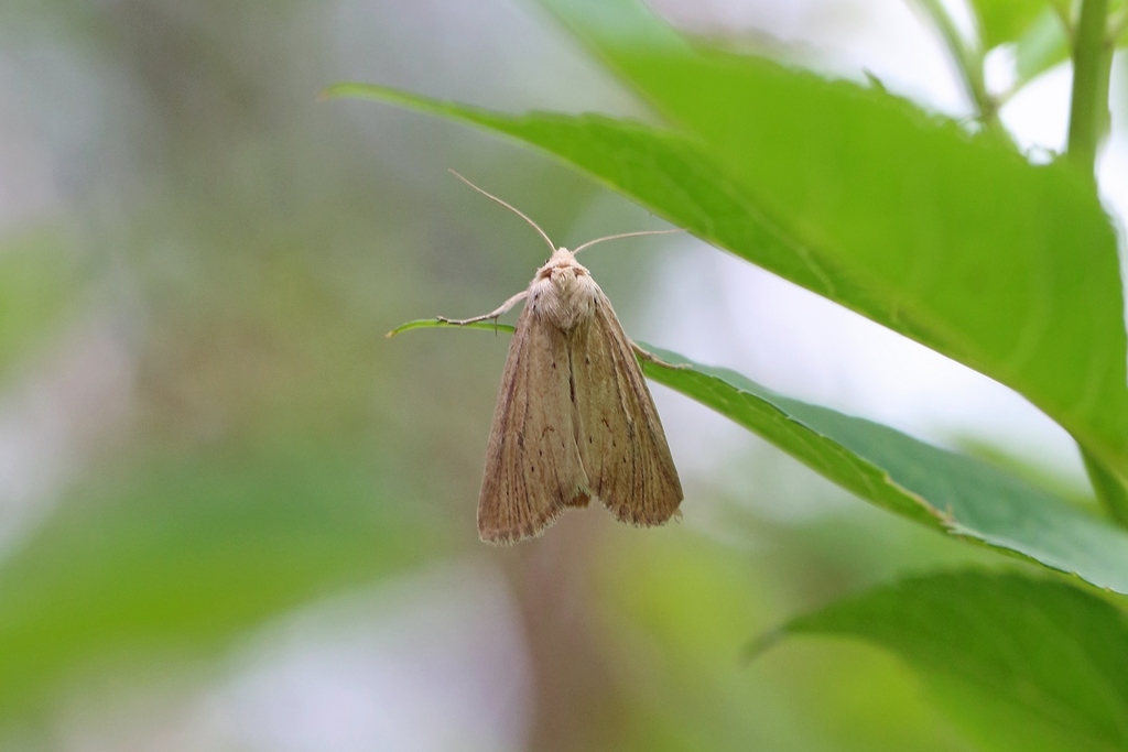 Lyme Grass